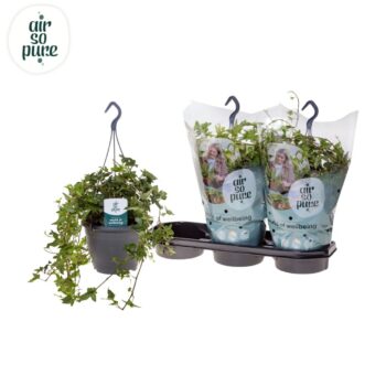 Hedera helix 'Jacobine' Air So Pure