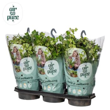 Hedera helix 'Wonder' Air So Pure®