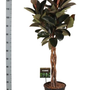 Ficus elastica Burgundy gevlochten stam