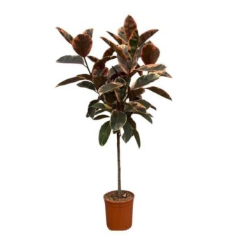 Ficus Elastica Belize - 140cm