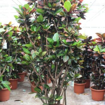 Codiaeum Petra (Croton Petra)