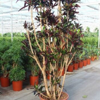 Codiaeum Mammi (Croton Mammi)