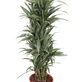 Dracaena Warneckei