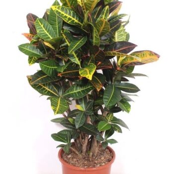 Codiaeum Petra (Croton Petra)
