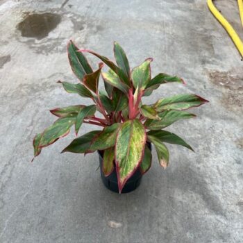 Aglaonema jungle red 13/12 h40