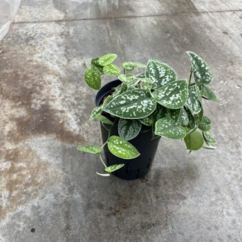 Scindapsus pictus 15/19 h30