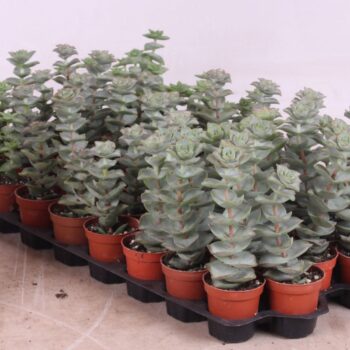 Crassula perforata giant