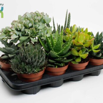 Succulenten mix