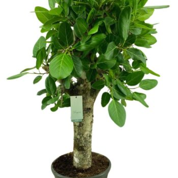 Ficus Benghalensis Audrey Rechte stam p31 EXTRA DIK