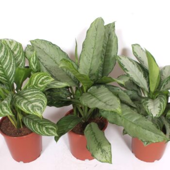 Aglaonema mix