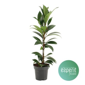 Ficus cyathistipula Compacta