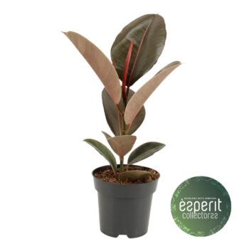 Ficus elastica Pink Camouflage®