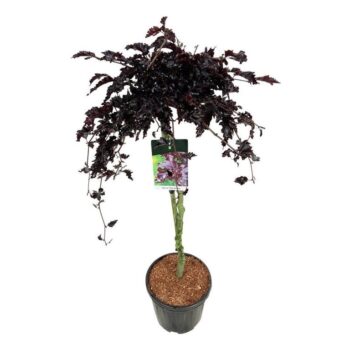 Fagus syl. 'Rohan Weeping'