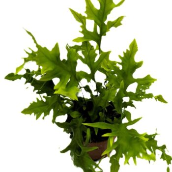 Asplenium Hawaiian Sunshine