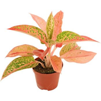 Aglaonema Prestige 9 cm