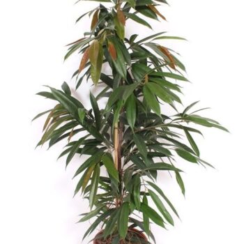 Ficus Amstel King