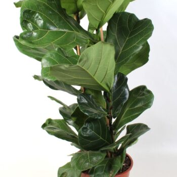 Ficus Lyrata pot 27 3-Toef