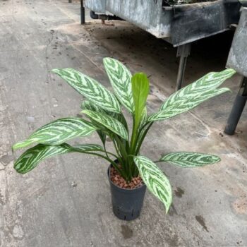 Aglaonema stripe 15/19 h40