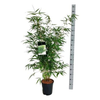 Fargesia robusta 'Pingwu'