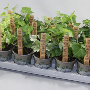 Hedera EASY CARE Bont/Groen 5 Soorten