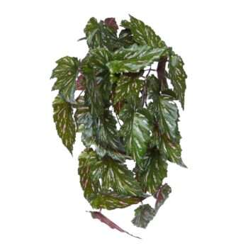 Begonia Rex Kunst hanger groen rood
