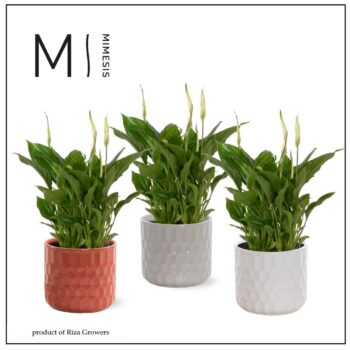 Spathiphyllum 10,5 cm Rondo in Katie - Stone Touch