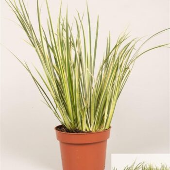 Acorus gram. 'Variegatus'