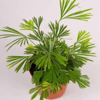 Actiniopteris australis