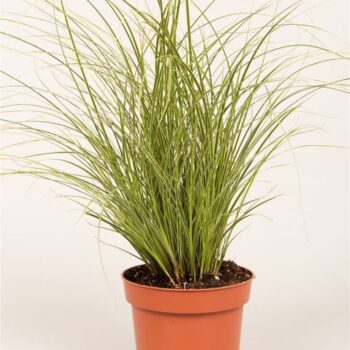 Carex brun. 'Jubilo'®