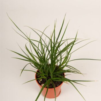 Carex brunnea