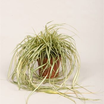 Carex hach. 'Evergold'