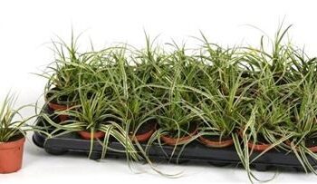 Carex mor.'Fishers Form'