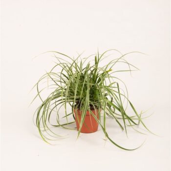 Carex mor. 'Ice Dance'