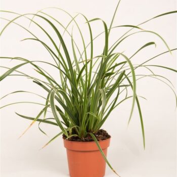 Carex mor. 'Ice Dance'