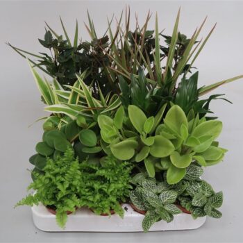 Gemengde Miniplantjes