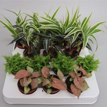 Gemengde Miniplantjes Exclusief