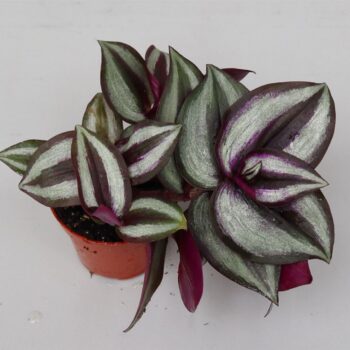 Tradescantia 'Purple Heart'