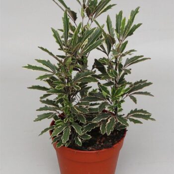 Dizygotheca eleg. 'Bianca'