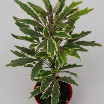 Dizygotheca eleg. 'Bianca'