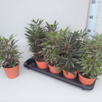 Dizygotheca eleg. gemengd