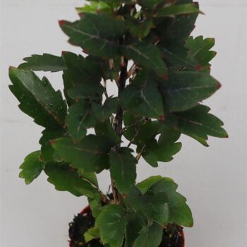 Dizygotheca eleg. 'Gemini'