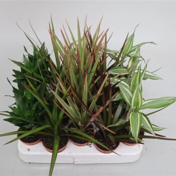 Dracaena gemengd Mini