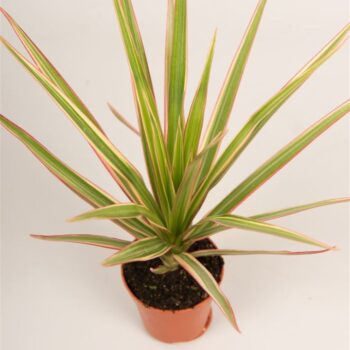 Dracaena marg. 'Bicolor'