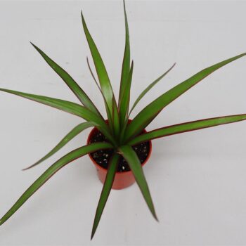 Dracaena marginata