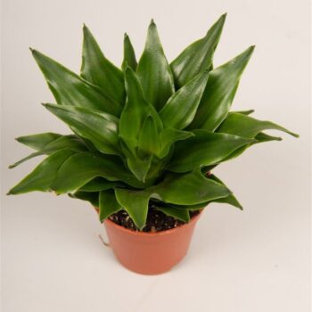 Dracaena fra. 'Pequena'