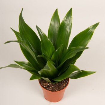 Dracaena roth.'Compacta'