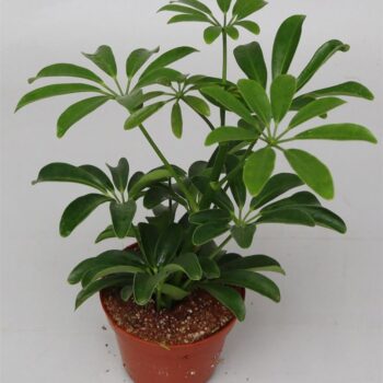 Schefflera ar. 'Luseana'