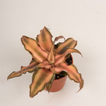 Cryptanthus 'Bivitatus'