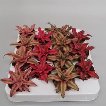 Cryptanthus gemengd