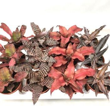 Cryptanthus gemengd